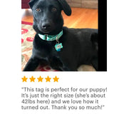 Pet Tag for Dogs  - Star Pet Tag - Custom Pet Tag - Dog Pet Tag - Navy Blue & Lime Green Personalized Pet Tag